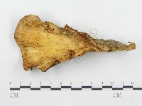 登錄號:F0005779藏品圖，第4張