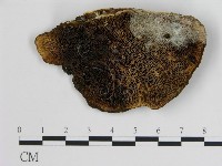 登錄號:F0005781藏品圖，第1張