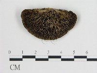 登錄號:F0005782藏品圖，第1張