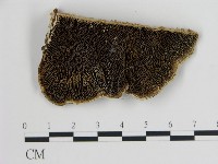 登錄號:F0005783藏品圖，第1張