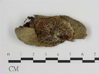 登錄號:F0005787藏品圖，第1張