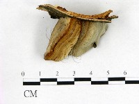 登錄號:F0005788藏品圖，第1張