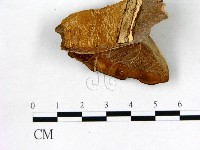 登錄號:F0005788藏品圖，第3張