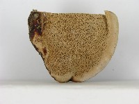 松生擬層孔菌藏品圖，第3張