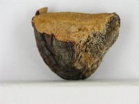 松生擬層孔菌藏品圖，第4張