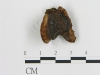 登錄號:F0005794藏品圖，第1張