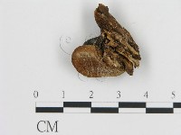 登錄號:F0005794藏品圖，第3張