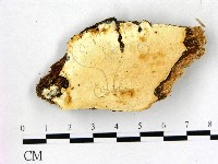 登錄號:F0005799藏品圖，第1張