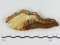 登錄號:F0005801藏品圖，第1張