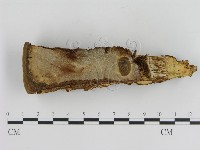 登錄號:F0005802藏品圖，第1張