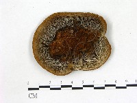 登錄號:F0005805藏品圖，第3張