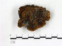 登錄號:F0005806藏品圖，第1張