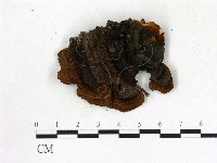 登錄號:F0005806藏品圖，第3張