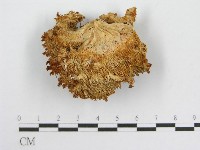 登錄號:F0005807藏品圖，第1張