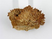 登錄號:F0005807藏品圖，第4張