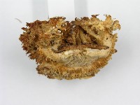 登錄號:F0005807藏品圖，第5張