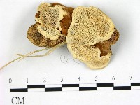 登錄號:F0005811藏品圖，第1張