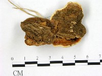 登錄號:F0005811藏品圖，第3張