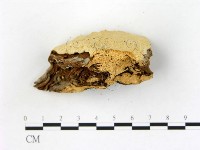 登錄號:F0005812藏品圖，第3張