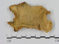 登錄號:F0005814藏品圖，第3張