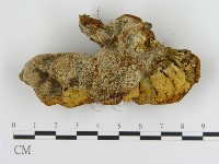 登錄號:F0005815藏品圖，第1張