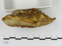 登錄號:F0005815藏品圖，第3張