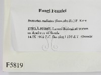 登錄號:F0005819藏品圖，第2張