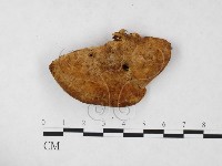 登錄號:F0005824藏品圖，第1張