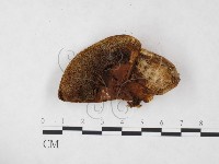 登錄號:F0005824藏品圖，第3張