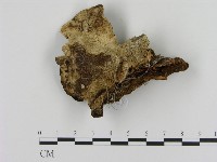 登錄號:F0005827藏品圖，第1張