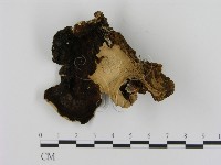 登錄號:F0005827藏品圖，第3張