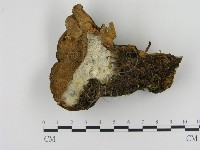 登錄號:F0005828藏品圖，第1張