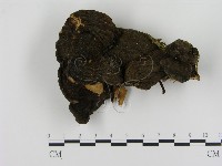 登錄號:F0005828藏品圖，第3張