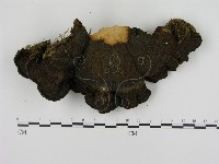 登錄號:F0005829藏品圖，第1張