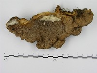 登錄號:F0005829藏品圖，第3張