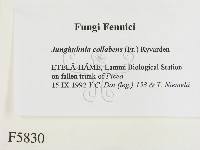 登錄號:F0005830藏品圖，第2張