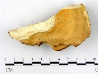 登錄號:F0005837藏品圖，第1張