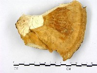 登錄號:F0005838藏品圖，第3張