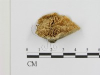 登錄號:F0005840藏品圖，第1張