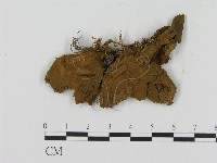 登錄號:F0005841藏品圖，第1張