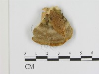 登錄號:F0005842藏品圖，第1張