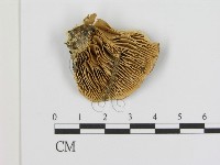 登錄號:F0005842藏品圖，第3張