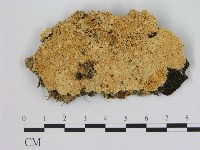 登錄號:F0005845藏品圖，第1張