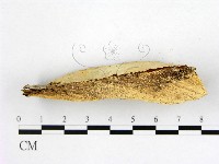登錄號:F0005855藏品圖，第4張