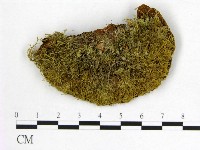 登錄號:F0005865藏品圖，第3張