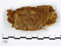 登錄號:F0005883藏品圖，第1張