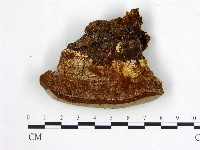 登錄號:F0005892藏品圖，第1張