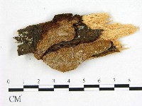 登錄號:F0005896藏品圖，第1張