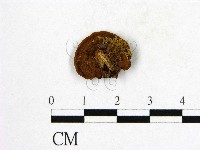 登錄號:F0005897藏品圖，第3張