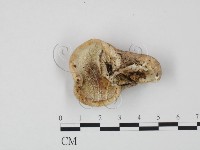 登錄號:F0005899藏品圖，第1張